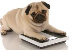 השמנת יתר בכלבים