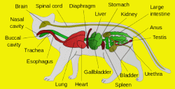 feline anatomy