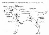 lymph nodes canine