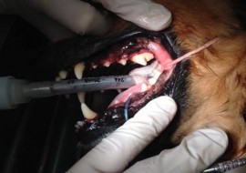 ניקוי שיניים בכלב