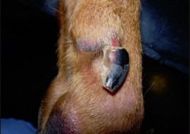 מחלת ציפרניים בכלבים